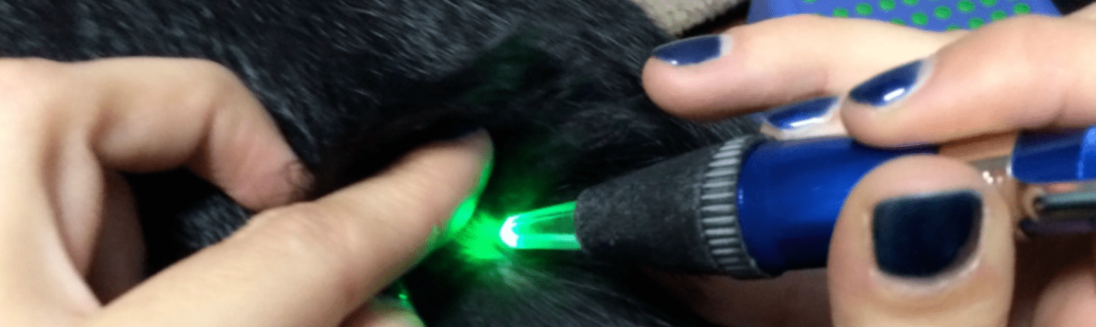 cromoterapia veterinaria milano